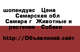 шопендуас › Цена ­ 2 000 - Самарская обл., Самара г. Животные и растения » Собаки   